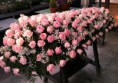 /album/i-nostri-colori-nei-fiori/a431032-259931687478076-1214434278-n-jpg/