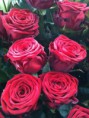 /album/i-nostri-colori-nei-fiori/a941417-259931544144757-681801546-n-jpg/
