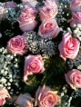 /album/i-nostri-colori/a579328-259931640811414-1843119798-n-jpg1/